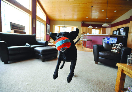 Chuckit! Indoor Roller 12cm – Soft Quiet Dog Toy with Gentle Bounce Design