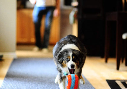 Chuckit! Indoor Roller 12cm – Soft Quiet Dog Toy with Gentle Bounce Design