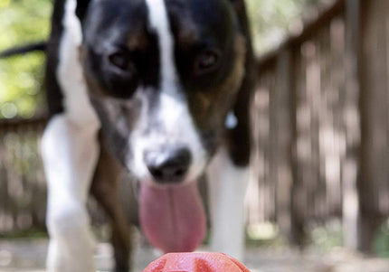 Dexas Off-Leash Floating Ball – Durable Water Toy with Carabiner Attachment, High-Visibility Design