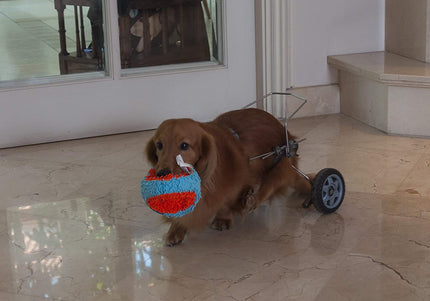 Chuckit! Indoor Tumbler 9cm – Soft Durable Dog Toy with Quiet Bounce Design