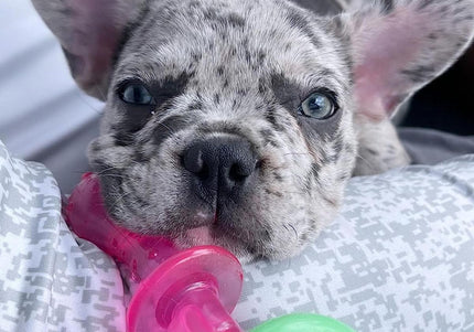Nylabone Bacon Puppy Pacifier Chew – Flexible Scented Teething Toy with Bacon Aroma