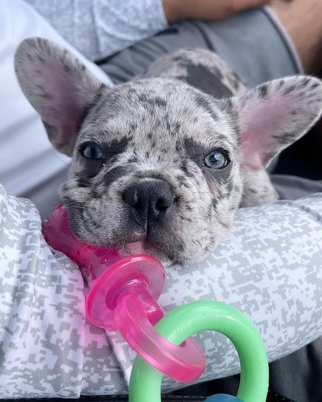 Nylabone Bacon Puppy Pacifier Chew – Flexible Scented Teething Toy with Bacon Aroma