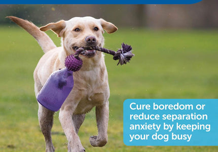 PetSafe Busy Buddy Tug-A-Jug Treat Toy – Extra Small Durable Interactive Bottle