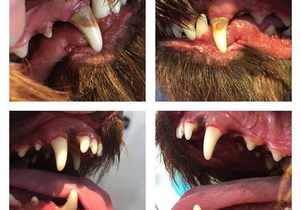 Emmi-Pet Basic Ultrasonic Toothbrush Set – Gentle Dental Care with Advanced Cleaning Technology