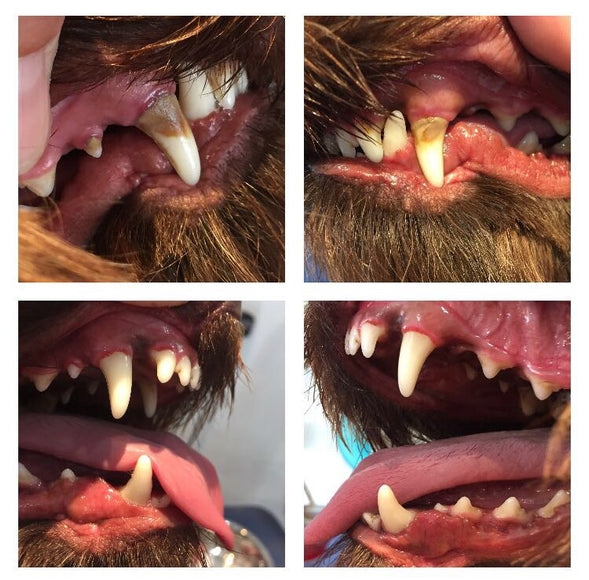 Emmi-Pet Basic Ultrasonic Toothbrush Set – Gentle Dental Care with Advanced Cleaning Technology