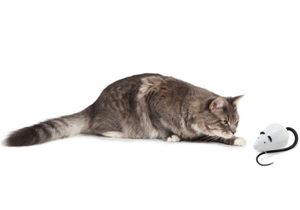 PetSafe RoloRat Automatic Cat Teaser – Interactive Rat Toy with Built-In Timer, Engaging Play