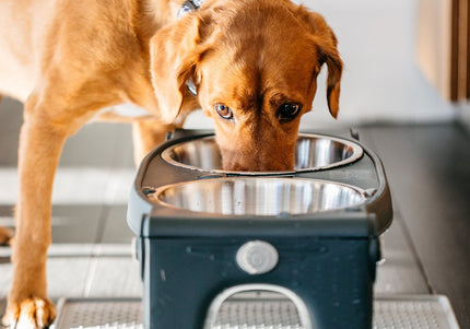 Dexas Adjustable Height Feeder – Steel Bowls on Stand, Customizable Elevated Design
