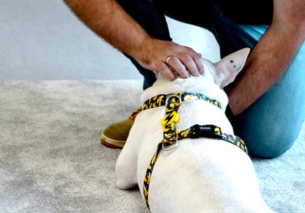 Dashi Eco Banana Back Harness – Adjustable Recycled Dog Harness with Banana Pattern, Small Size