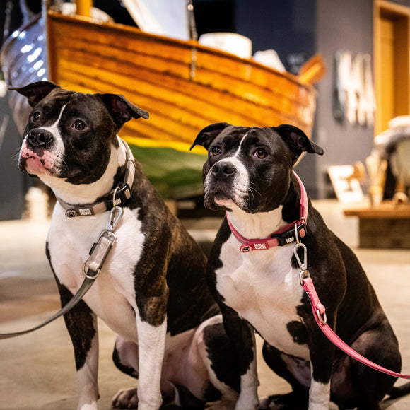 Max&Molly GOTCHA! Smart ID Matrix 2.0 Collar – QR-Enabled Dog Collar, Pastel Pink, XS, Lightweight Design