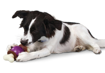 PetSafe Busy Buddy Bouncy Bone – Medium Durable Chew Toy with Treat, Interactive Ball Design
