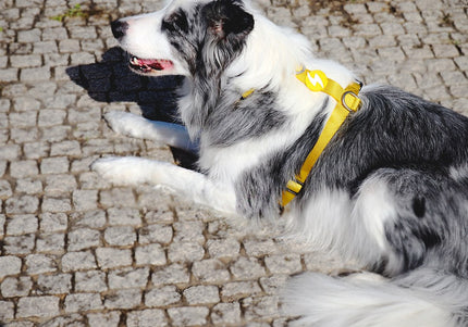 Dashi Solid Back Harness Yellow – Adjustable Guard Dog Harness, Lightweight XS Design