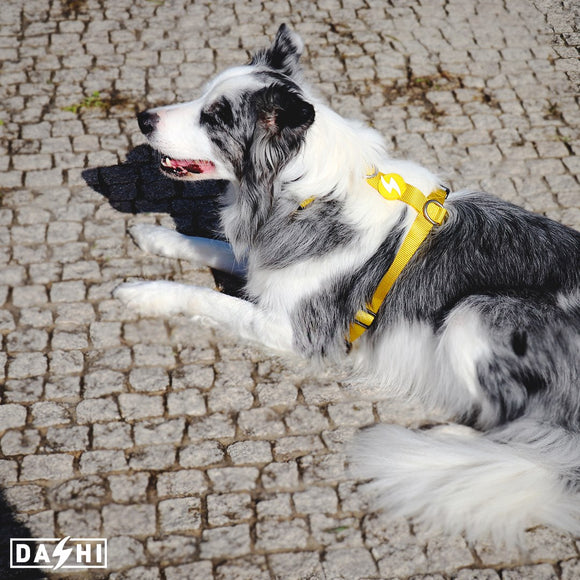 Dashi Solid Back Harness Yellow – Adjustable Guard Dog Harness, Lightweight XS Design