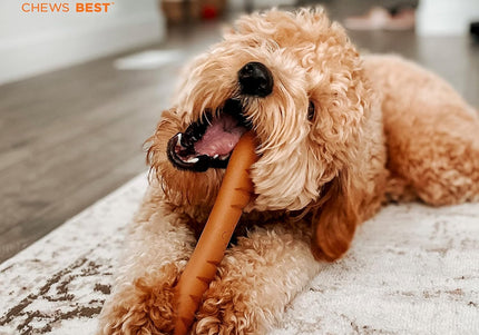 Nylabone Power Chew Baguette – Hard Chicken-Scented Chew Toy, Durable Design