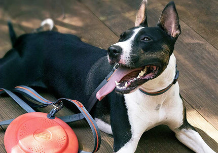 Dexas Off-Leash Frisbee Flyer – Floating Durable Dog Disc with Carabiner Attachment