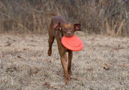 Dexas Off-Leash Frisbee Flyer – Floating Durable Dog Disc with Carabiner Attachment