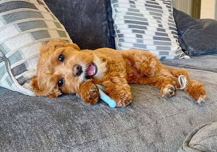 Nylabone Puppy Chicken Wishbone XS – Chicken Scented Chew Toy, Extra Small, Blue