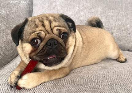 Nylabone Power Chew Basted Blast Bone XS – Hard Dual-Flavor Bacon and Steak Chew Set, 2 Pack