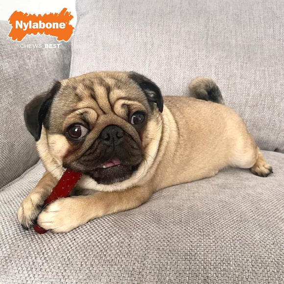 Nylabone Power Chew Basted Blast Bone XS – Hard Dual-Flavor Bacon and Steak Chew Set, 2 Pack