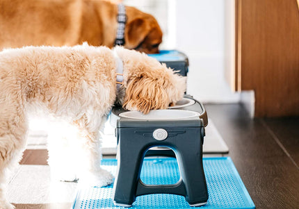 Dexas Adjustable Height Feeder – Elevated Double Bowl Stand, Blue, Customizable Levels