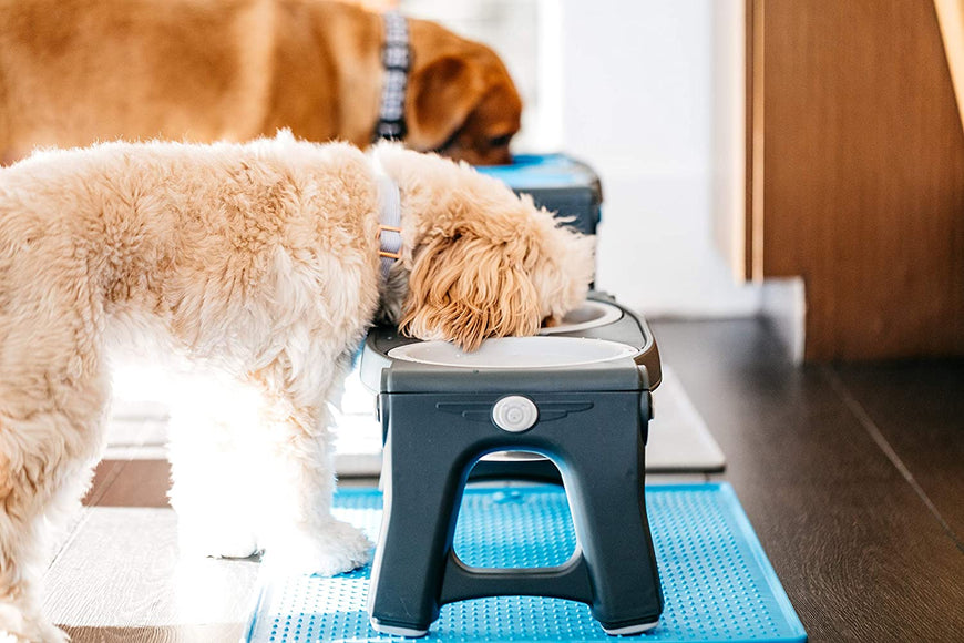 Dexas Adjustable Height Feeder – Elevated Double Bowl Stand, Blue, Customizable Levels