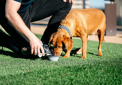 Dexas Snack-Duo Dual-Chamber Bottle – Food and Water Storage with Silicone Bowl, Fuchsia