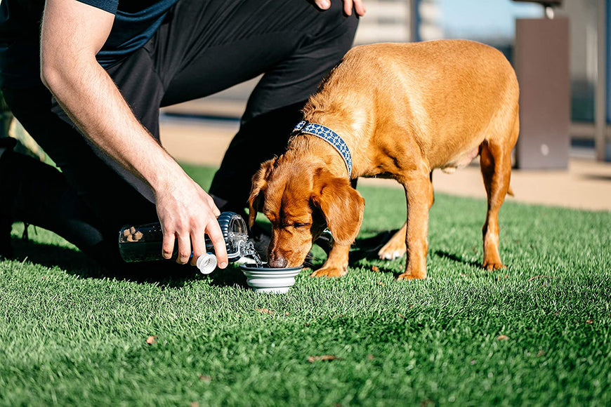 Dexas Snack-Duo Dual-Chamber Bottle – Food and Water Storage with Silicone Bowl, Fuchsia