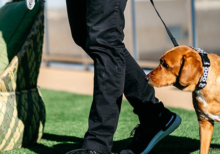 Dexas Snack-Duo Dual-Chamber Bottle – Food and Water Storage with Silicone Bowl, Fuchsia