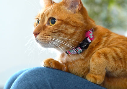 Dashi Flamingo Cat Collar – Colorful Adjustable Collar with Flamingo Pattern, Lightweight Design