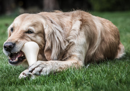 Nylabone Extreme Turkey Leg XL – Durable Chew Toy, Chicken Flavor, Extra Large Size