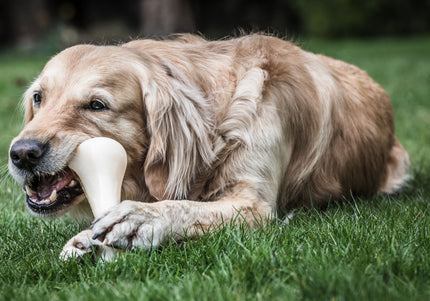 Nylabone Extreme Chicken Bone XXL – Extra Large Durable Chew Toy with Realistic Chicken Flavor