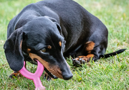 Nylabone Puppy Chicken Wishbone XS – Chicken Scented Chew Toy, Extra Small, Blue