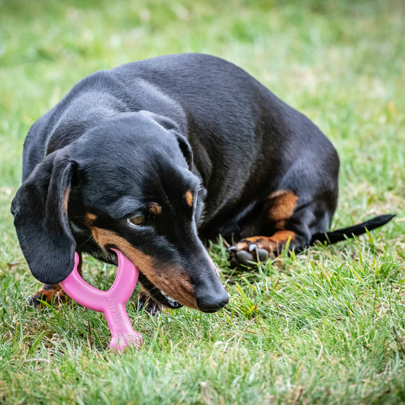Nylabone Puppy Chicken Wishbone XS – Chicken Scented Chew Toy, Extra Small, Blue