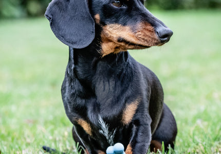 Nylabone Puppy Chicken Wishbone XS – Chicken Scented Chew Toy, Extra Small, Blue