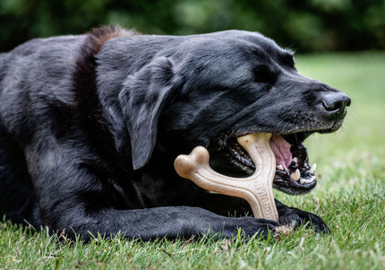 Nylabone Puppy Gourmet Wishbone S – Durable Dog Chew with Intense Peanut Butter Scent