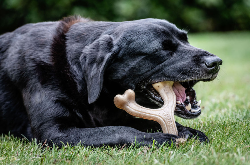Nylabone Puppy Gourmet Wishbone S – Durable Dog Chew with Intense Peanut Butter Scent