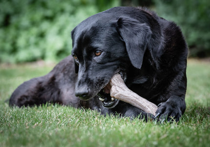 Nylabone Puppy Gourmet Chicken Stick M – Durable Dog Chew with Intense Chicken Scent, Medium Size