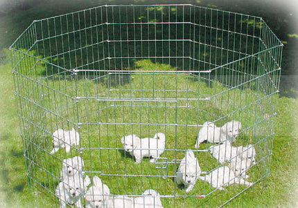 Show Tech X Pen Metal Puppy Playpen – 8 Panel Dog Fence, 61cm Height, Durable Design