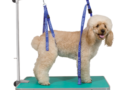 Chadog Adjustable Grooming Leash – Rear Attachment, 2.5cm Wide, Secure Fit Design