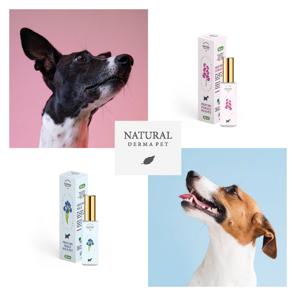 Natural Derma Pet Perfume – Floral Scented Spray, Long-Lasting Freshness for Female Dogs