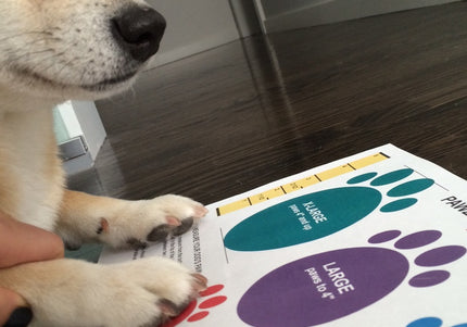 PAWZ Rubber Dog Boots – Black, Medium Size, 12 Pack, Durable Waterproof Protection