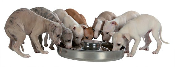 Show Tech Puppy Feeding Bowl – Stainless Steel, 28cm, Durable Non-Slip Design
