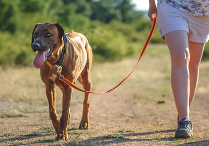 Julius K9 Color & Gray Supergrip Leash – Anti-Slip Orange Lead with Comfortable Handle, 300cm x 14mm