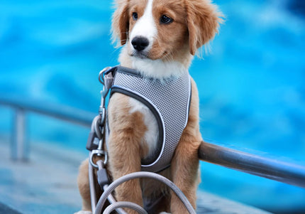 Max&Molly Air Vest Matrix 2.0 Dog Harness – Pressure-Free Design with QR ID, Turquoise, Medium