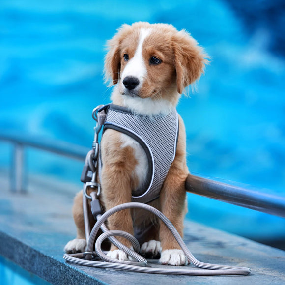 Max&Molly Air Vest Dog Harness Matrix 2.0 Ocean – Pressure-Free Design with QR ID Tag, Blue XL