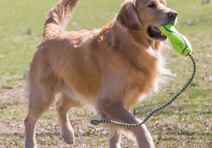 KONG AirDog Fetch Stick with Rope L – Floating Tennis-Style Dog Toy, Durable and Easy to Throw