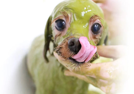 Animal Ayurveda Moisture Health Herb Starter Pack 60g – Natural Herbal Mask, Moisturizing and Skin-Nourishing Formula