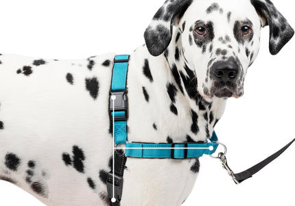 PetSafe Easy Walk Deluxe Harness – Soft Black and Blue Dog Harness with Leash, Medium