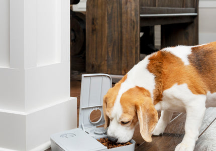 PetSafe Automatic 2 Meal Feeder – Dual-Chamber Timed Food Dispenser, Reliable Portion Control