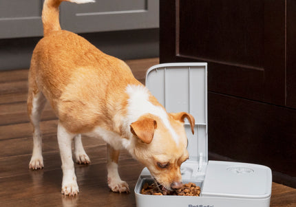 PetSafe Automatic 2 Meal Feeder – Dual-Chamber Timed Food Dispenser, Reliable Portion Control