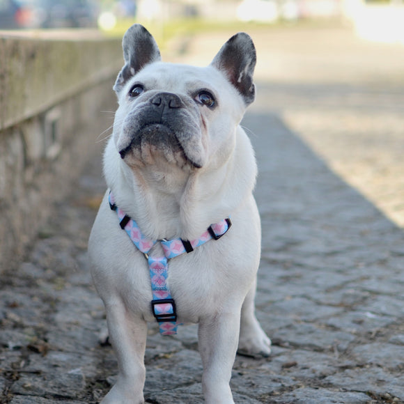 Dashi Coral Back Harness – Adjustable Guard Harness with Colorful Mosaic Pattern, Large Size